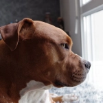 The Dog House слот игра для уютного домашнего досуга