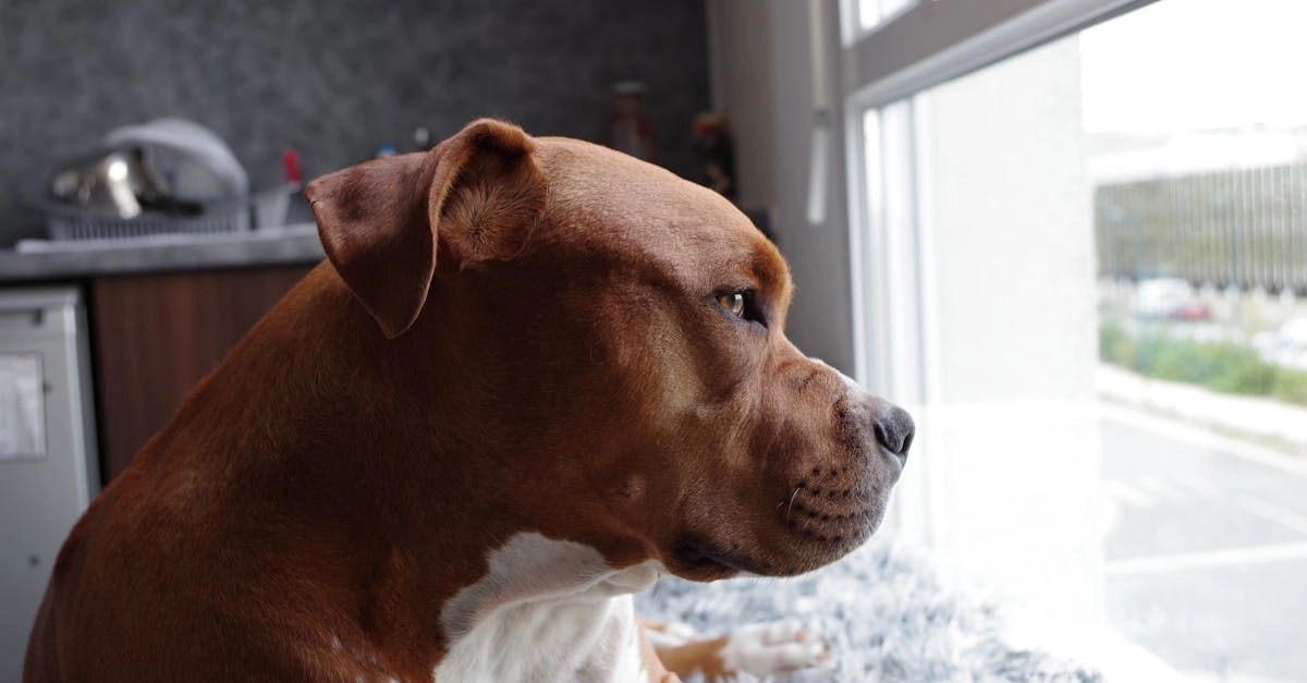 The Dog House слот игра для уютного домашнего досуга