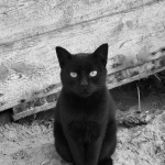 Слот Cleocatra для домашних вечеров и уютного досуга дома