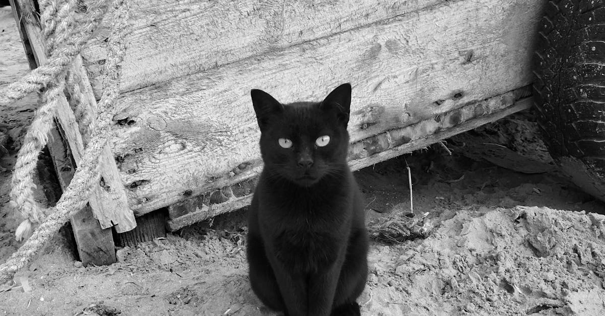 Слот Cleocatra для домашних вечеров и уютного досуга дома